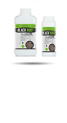 Black Root